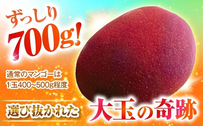 【最優秀賞受賞】沖縄県産 完熟マンゴー 大玉 1個入り マンゴー 沖縄 果物 フルーツ ギフト 沖縄市 / MAIFARM[BCAN005]
