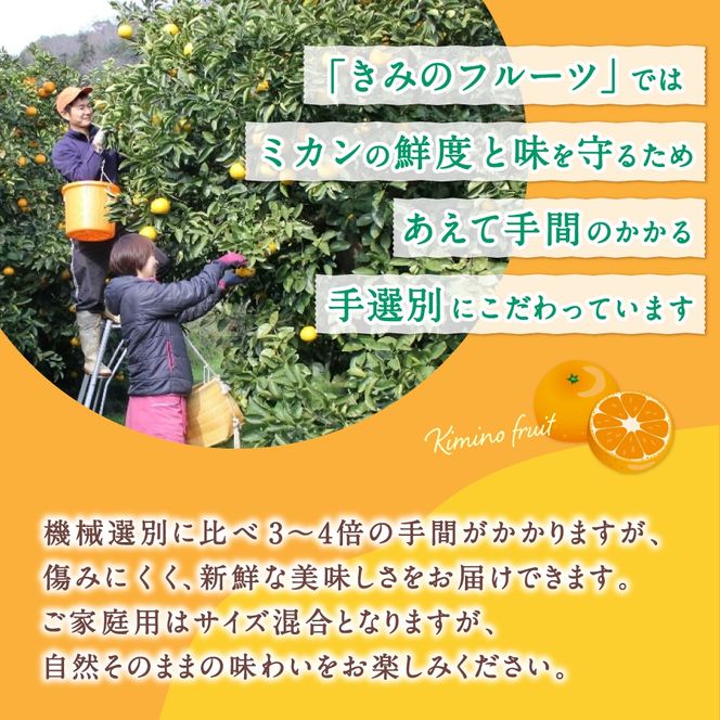  あま～い！ カツオの有機肥料が味の決め手！ 「きみの完熟ミカン」 約4.5kg (40~60個程度) サイズ混合 2S~L ご家庭用(秀優混合) / みかん ミカン 柑橘 和歌山県 有機 手選別 