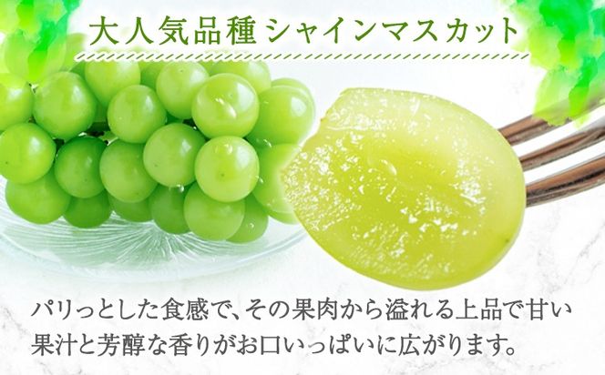 【2026年先行予約】紀州和歌山産 シャインマスカット 約 1kg 魚鶴商店《8月下旬-9月上旬出荷》マスカット 和歌山県 日高川町 贈り物 ギフト ぶどう シャインマスカット---wshg_cuot67_8g9j_24_18000_1kg---