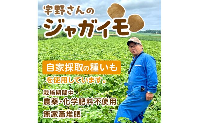 【予約：2026年2月上旬から順次発送】【選べる3サイズ】宇野さんの手拾い、手選別の越冬ジャガイモ 1kg ( 芋 野菜 選べる )【167-0001-2026】