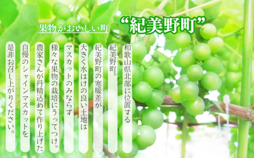 紀州和歌山産 シャインマスカット 約2kg / ぶどう ブドウ 葡萄 マスカット 果物 くだもの フルーツ 人気 旬の果物 ※2027年8月下旬〜9月中旬頃順次発送 ※日付指定不可 ※離島への配送不可【uot512-r-2】