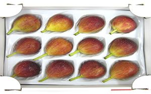 いちじく 博多 とよみつひめ 1.5kg 柔らかな食感 最高レベルの糖度 あふれる果汁 筑前あさくら農協 配送不可 離島※オンライン決済