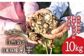 【先行予約】 糸島産 菊芋 10kg 自然栽培 【2024年11月以降順次発送】 糸島市 / 大石ファーム [ATE009]