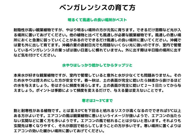 沖縄の観葉植物 人気のフィカス ベンガレンシス8号 ラスターポット