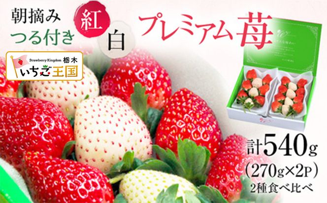 【先行予約】いちご つる付き紅白 プレミアム苺 2パック ※2026年12月～発送