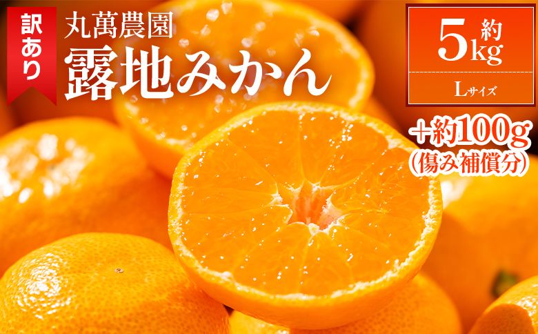 みかん 5kg [2026年出荷分]露地(Lサイズ) 家庭用 丸萬農園 mn-0015