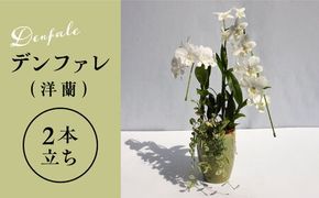 【 30セット 限定 】 デンファレ （ 洋蘭 ） 2本 立ち  《糸島》【和饗エコファーム株式会社】蘭 洋蘭 デンファレ 花 インテリア お祝い 贈り物 [AVI005]