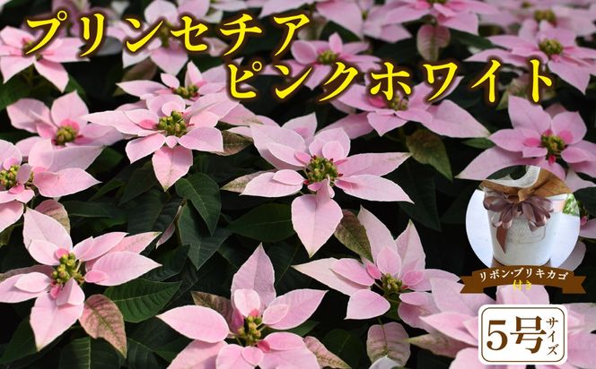 y{茧юszvZ`A sNzCgiϗtA A 5  蕨 v[g Mtgj
