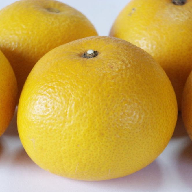 【先行予約】和歌山有田産 八朔 約10kg（SまたはMサイズお届け・手選果）