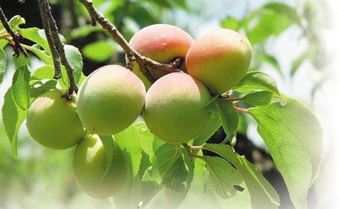 6月中旬～順次発送 青梅（紅映梅）10kg 2Lサイズ前後 秀と優の混合 野菜 ウメ