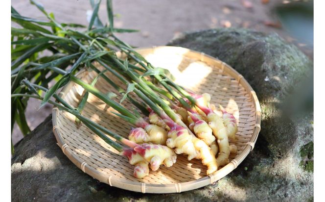 出雲生姜シロップ３本セット 322032_FW002