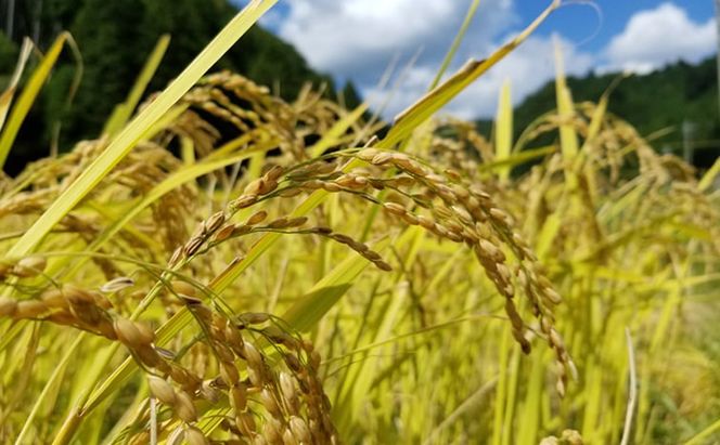 令和7年度産　米 ひとしずく 5kg 美山産 コシヒカリ 農薬不使用 白米 精米 コメ こめ お米 栽培期間中農薬不使用 単一原料米 5 キロ ご飯 ごはん 安心 安全 こしひかり 京都 