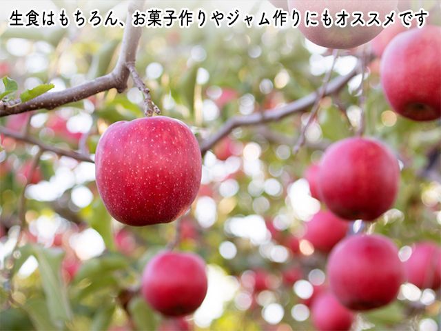 りんご 青森 ジョナゴールド リンゴ 約 5kg (12～16玉) 青森県 鰺ヶ沢町産 ヒバリノ園 フルーツ 果物 果物類 白神山地 林檎 ※オンライン決済のみ 