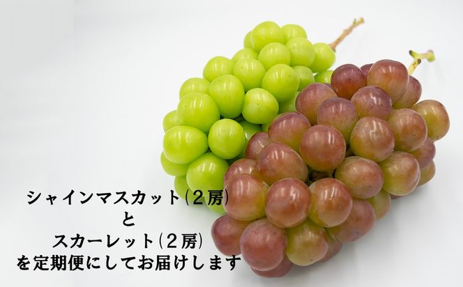 【やまなしのフルーツ定期便】シャインマスカット(緑)（２房・約１．４ｋｇ）＆スカーレット(赤)（２房・約１．５ｋｇ）食べ比べ定期便（２回発送）　ぶどう ブドウ 葡萄 食べ比べ 定期便 マスカット シャイン 赤ぶどう フルーツ 果物 くだもの 山梨 やまなし