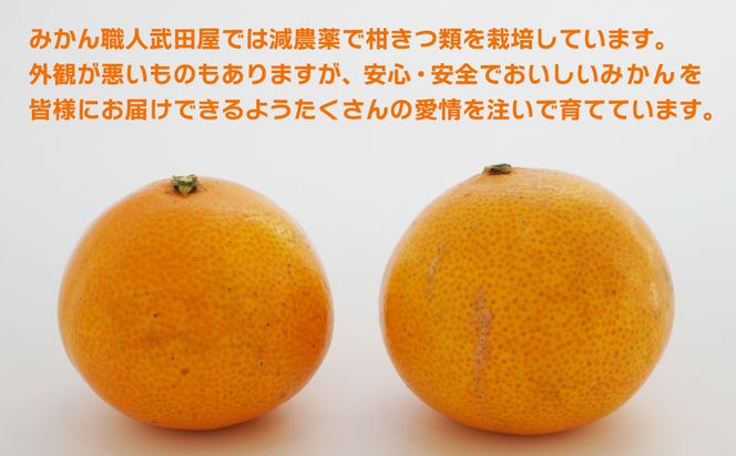 【先行予約】訳あり みかん職人の夢おれんじ 5kg 柑橘 果物 フルーツ オレンジ 愛媛 みかん職人武田屋 蜜柑 愛果28号 愛媛果試第28号 まどんな 大小ミックスサイズ 甘い 甘さ らんきんぐ みかん かんきつ 柑橘 冬 旬 食べごろ 農家 農家直送 農園 人気 みかん職人 武田屋 産直 みかん職人武田屋 愛媛県 愛南町
