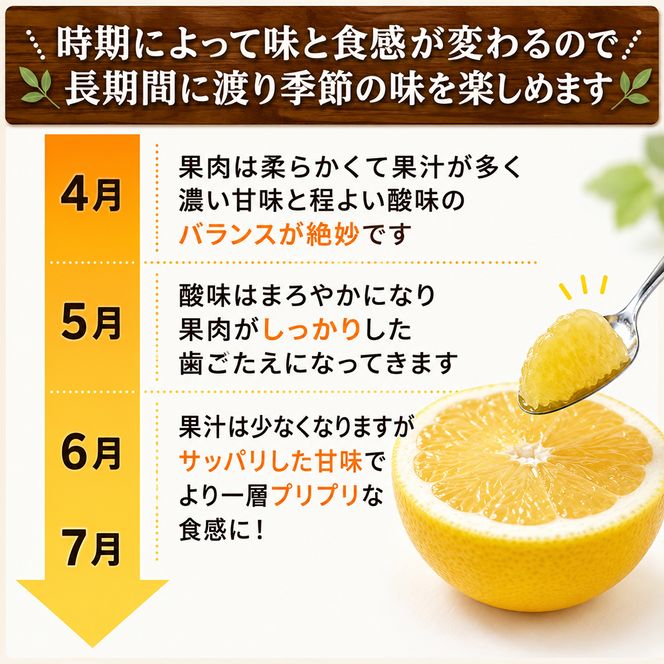 【先行予約】 プレミアム 河内晩柑 3kg L から 3L 優品 贈答用 樹齢 20年 以上 古木 厳選 大玉 果実 特選 直送 和製 グレープフルーツ 愛南ゴールド フルーツ 人気 柑橘 爽やか 甘み ジューシー 果汁 旬の果物 くだもの みかん 産地直送 農園直送 春 味覚 初夏 デザート ジュース おすすめ 生搾り デザート ゼリー 愛媛県 愛南町 清家ばんかんビレッジ