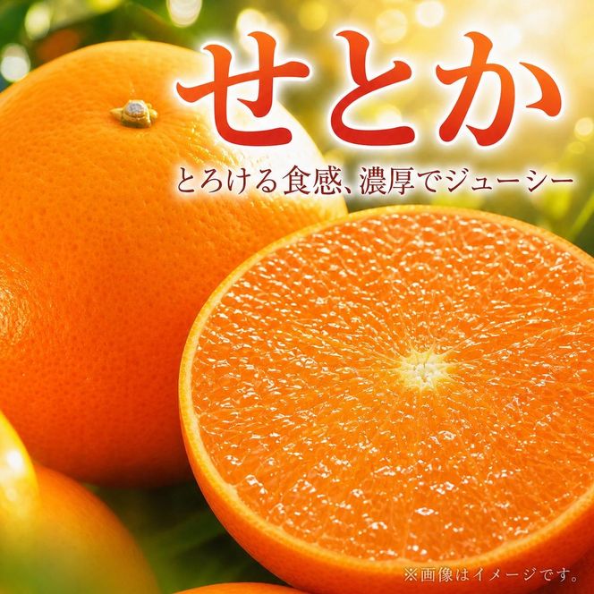 とろける食感!ジューシー柑橘 せとか 約3kg｜みかん ミカン 柑橘 果物 くだもの フルーツ せとか 甘い 先行予約 国産 産地直送 人気 美浜町
