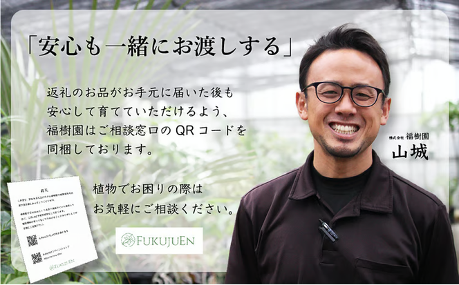 沖縄の観葉植物 人気のフィカス ベンガレンシス7号　角鉢