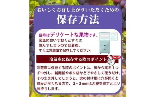 紀州和歌山産 巨峰ぶどう 約2kg / 巨峰 ぶどう ブドウ 葡萄 果物 くだもの フルーツ ※2027年8月中旬〜9月上旬頃順次発送 ※日付指定不可 ※離島への配送不可 【uot517-r-2】