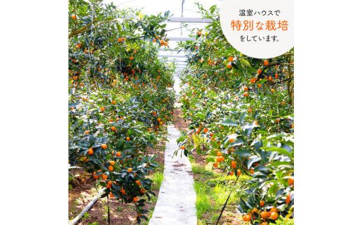 【訳あり】完熟きんかん2Lサイズ約400g×6袋(2026年2月中旬発送開始) N053-YZA548