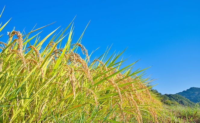 令和8年度産米 定期便 6ヶ月 にこまる 5kg 福岡県朝倉産 白米 精米 お米
