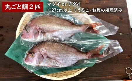 福岡 糸島 地魚 6点 セット（ 鯛 / 干物 / フィレ / わかめ ）《糸島》【徳栄丸】[APD008]