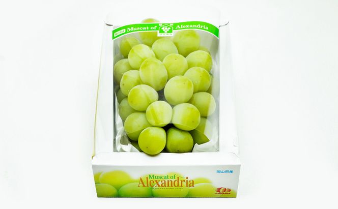 ぶどう 2026年 先行予約 マスカット・オブ・アレキサンドリア 1房 700g以上 化粧箱入り マスカット 岡山県産 国産 フルーツ 果物 ギフト 食後 デザート 上品な香り 果物の女王 さっぱり 爽やか 