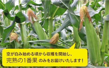 果物 みたいに 極甘 ！ 早朝 収穫 とうもろこし Lサイズ ( 300g )× 8本 《糸島》【有限会社ウラタ農園】 [ALI003]