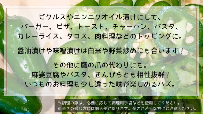 【 先行予約 2026年9月上旬順次発送】 採りたてフレッシュなハラペーニョ 辛くて旨い！ 1kg コジカジュ園 農家直送 茨城県 八千代町 [CX008ya]
