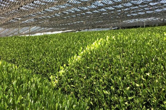 宇治抹茶グリーンティー 150ｇ×3袋セット〈お茶 茶 宇治抹茶 緑茶 抹茶 飲料 牛乳 お湯 お水  抹茶ラテ　加工食品〉