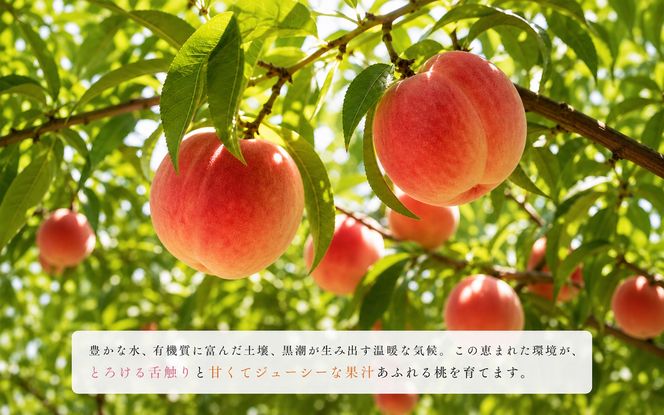 紀州和歌山産の桃　約1.8kg　化粧箱入 ※2027年6月下旬頃〜8月上旬頃順次発送（お届け日指定不可）【uot720-2】
