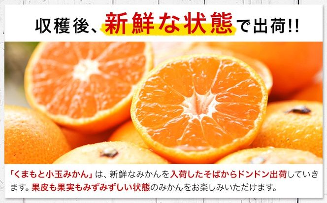 訳あり みかん 小玉みかん 定期便 くまもと小玉みかん 5kg (2.5kg×2箱) 10kg (10kg×1箱) 選べる回数 秋 旬 不揃い 傷 ご家庭用 SDGs 小玉 たっぷり 熊本県 産 S-3Sサイズ フルーツ 旬 柑橘 長洲町 温州みかん《10月-11月出荷》---fn_nkomikantei_12500_5kg_oct2---