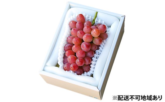 ぶどう 早期受付 紫苑 （しえん）1房（500g以上） ブドウ 葡萄 岡山県産 国産 フルーツ 果物 ギフト 桃茂実苑 もも 果物類 