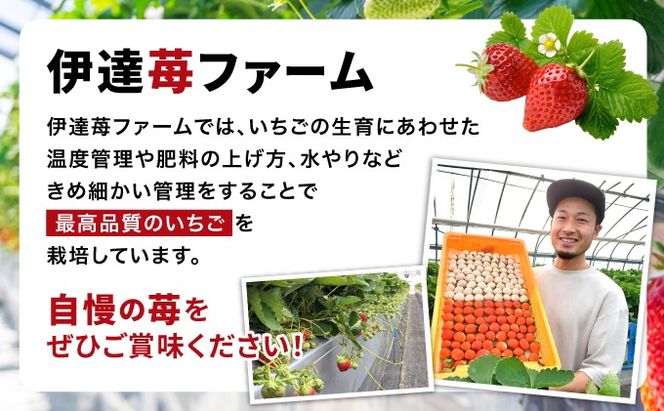 2025年 発送 先行 予約 北海道 伊達市 すずあかね と 天使 の いちご セット 25～35個入り 苺 イチゴ スイーツ デザート 果物 甘い 赤 白 鮮やか 新鮮 ケーキ お菓子作り 希少