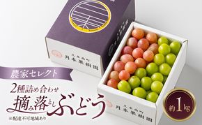 岡山県産 摘み落としぶどう 農家セレクト2種詰め合わせ 約1kg 葡萄 ブドウ 岡山県産 オーロラブラック ピオーネ クイーンニーナ シャインマスカット 数量限定