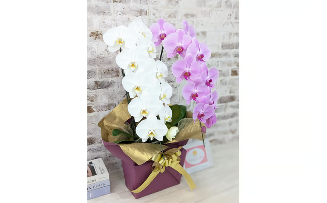 B098　【☆新機能☆ZERO胡蝶蘭】　紅白胡蝶蘭　２本立て＊白・ピンク＊（大輪）＜７つの特典付き！＞〈約高さ８５ｃｍ、横幅４０ｃｍ、奥行き４０ｃｍ〉22輪以上