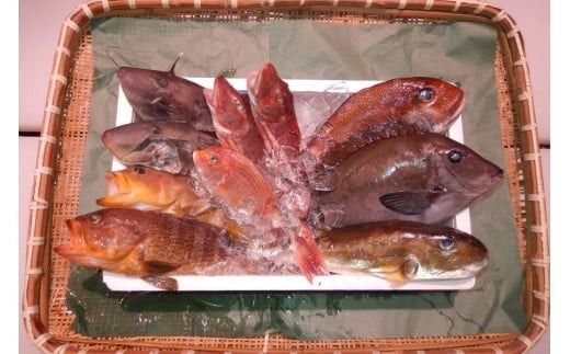 ＼朝どれ新鮮／ 鮮魚セット (小) 約3kg 目利きのプロが厳選した旬の魚をその日の内に発送！【nss404】