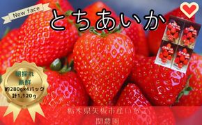 大粒とちあいか280g×4パック朝摘み新鮮【12月中旬より順次発送予定】｜いちご イチゴ 苺 フルーツ 果物 産地直送 とちあいか 矢板市産 栃木県産 関農園 [0611]