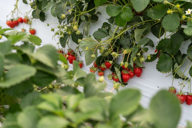 【オーガニックnico】有機栽培のいちご狩り1名分(2026年3月～4月開催)｜京都 大原野 いちご 食べ放題 人気 おすすめ [ 有機いちご 40分いちご狩り＋お土産付き 幼児は無料 人気 おすすめ 果物 フルーツ フルーツ狩り ふるさと納税 ] 261009_B-SR04