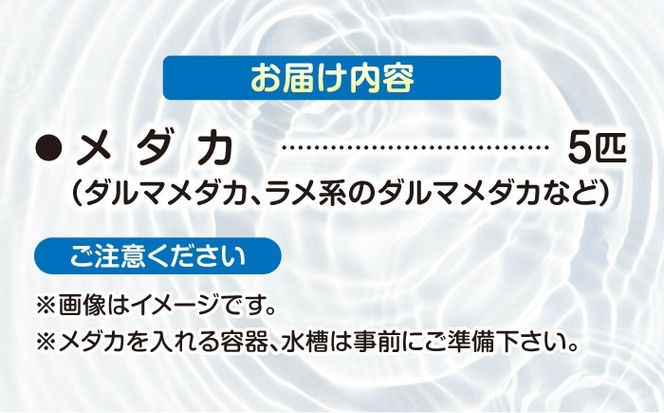 改良メダカ 5匹 ダルマメダカ メダカ ラメ 水槽 愛西市 / 株式会社プロスパージャパン[AEAK008]