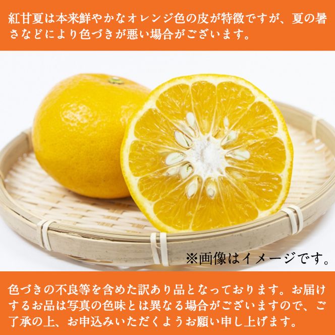 ＜先行予約受付中！2027年1月中旬以降順次発送予定＞訳あり紅甘夏(約20kg) 国産 鹿児島県 阿久根市 果実 果物 フルーツ 柑橘 紅甘夏 みかん ミカン 期間限定 数量限定【桐野柑橘株式会社】akn070-09