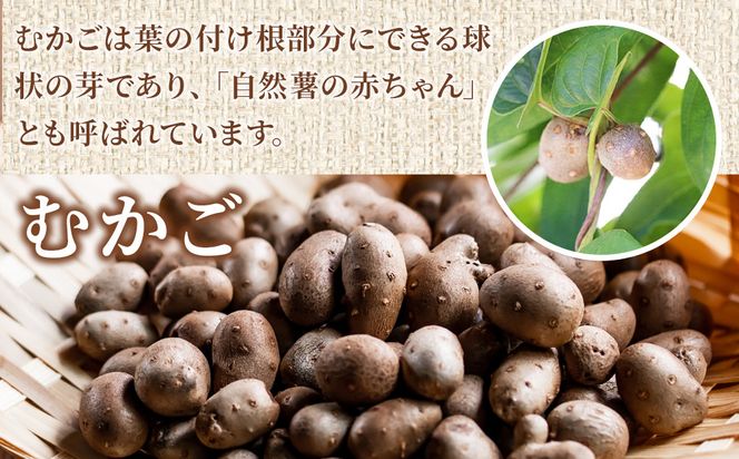 むかご入り自然薯コロッケ10個セット｜惣菜 山芋コロッケ むかご入り 大容量 人気 おすすめ 冷凍食品 お弁当 おかず 和風 揚げ物 時短 おすすめ 人気 送料無料 神奈川県 小田原市 142069_DV016