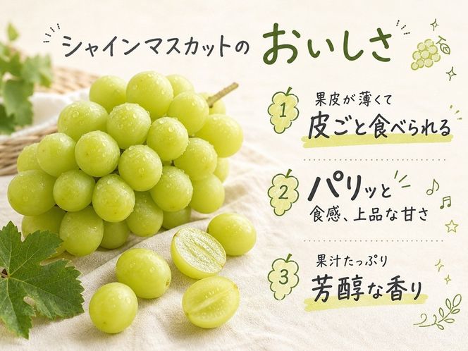 紀州有田産シャインマスカット　約1.2kg【先行予約】【2026年8月下旬以降発送予定】AN023 