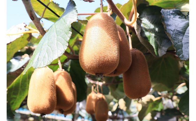 SANUKIFROZEN キウイフルーツ(香緑) 500g×4袋 372013_KF028