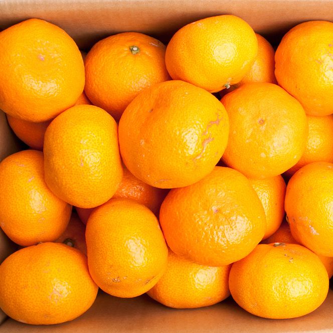 家庭用 大きな有田みかん5kg+250g（傷み補償分）【わけあり・訳あり】【光センサー選果】