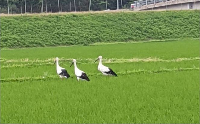 【先行予約】令和8年産 丹後こしひかり 白米9kg 【特別栽培米】新米　KU00083