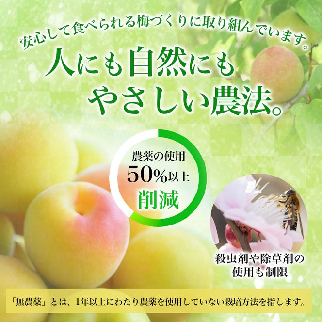 【訳あり】和歌山県産 紀州南高梅 梅干し 1kg (500g×2パック) 無添加 減塩 塩分3％ 大粒 肉厚 ご家庭用 おにぎり お弁当用【baiko005】