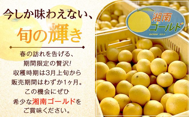 〈超希少商品〉神奈川生まれの柑橘 ハウス栽培の湘南ゴールド＜出荷開始：２０２６年２月１５日出荷開始～２０２６年３月１０日出荷終了＞【フルーツ オレンジ 果物 柑橘 贈答用 家庭用 自宅用  神奈川県小田原市】 142069_GPA001