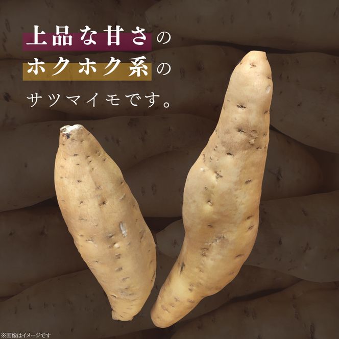 【2025年11月より順次発送】2025年度産 さつまいも しろほろり 約2kg｜さつまいも 芋 お芋 しろほろり 渋谷農園 先行予約 茨城県 行方市(BZ-60)