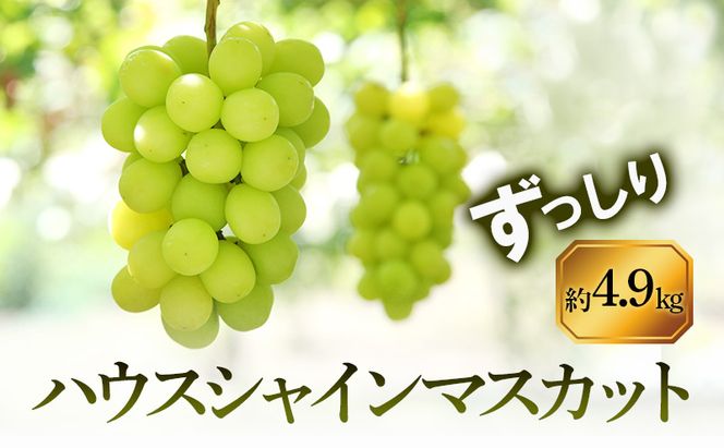 【8月31日（夏休み）までの期間限定価格!!】ハウスシャインマスカット　ずっしり　約4.9kg
